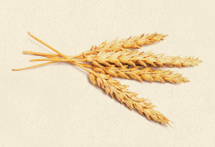 Soft Winter Wheat